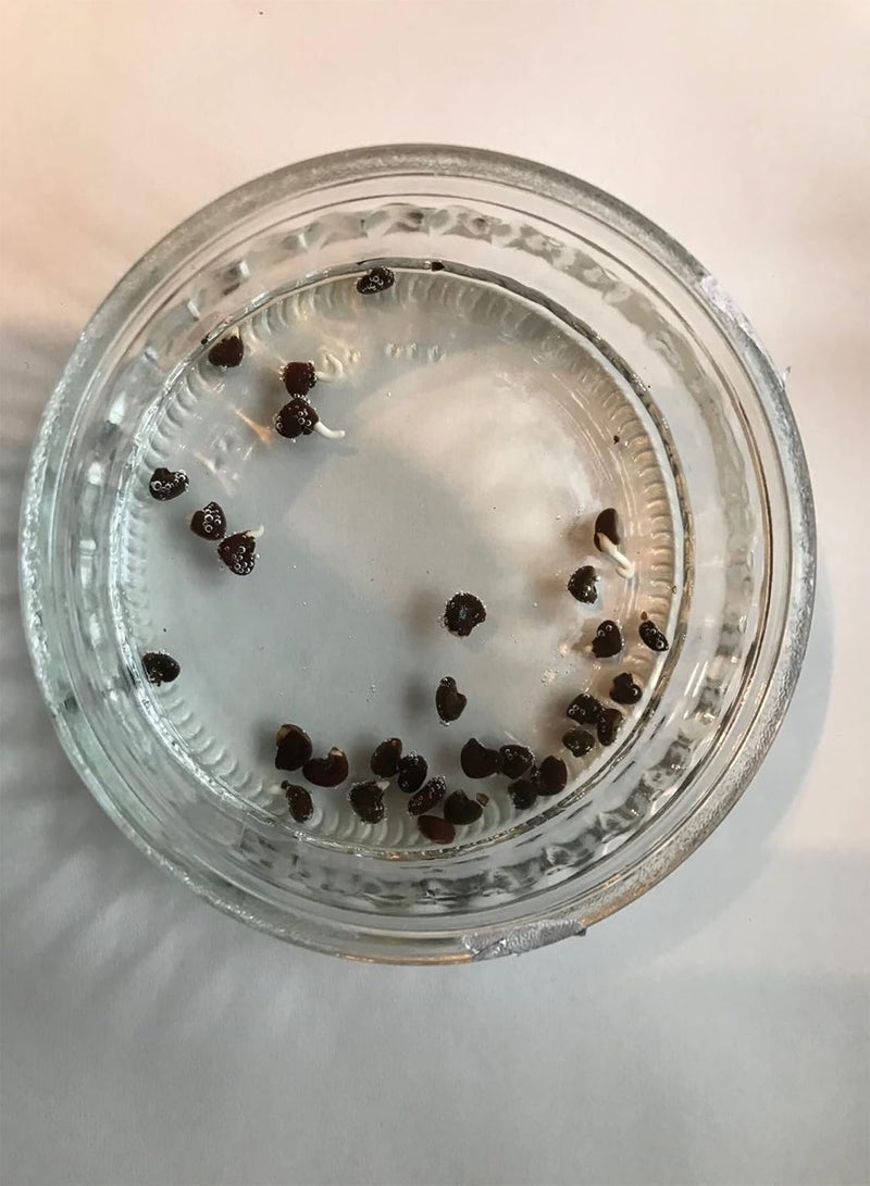 جي جوت بذور الكركديه سابداريفا روزيل 30+ - Image 2