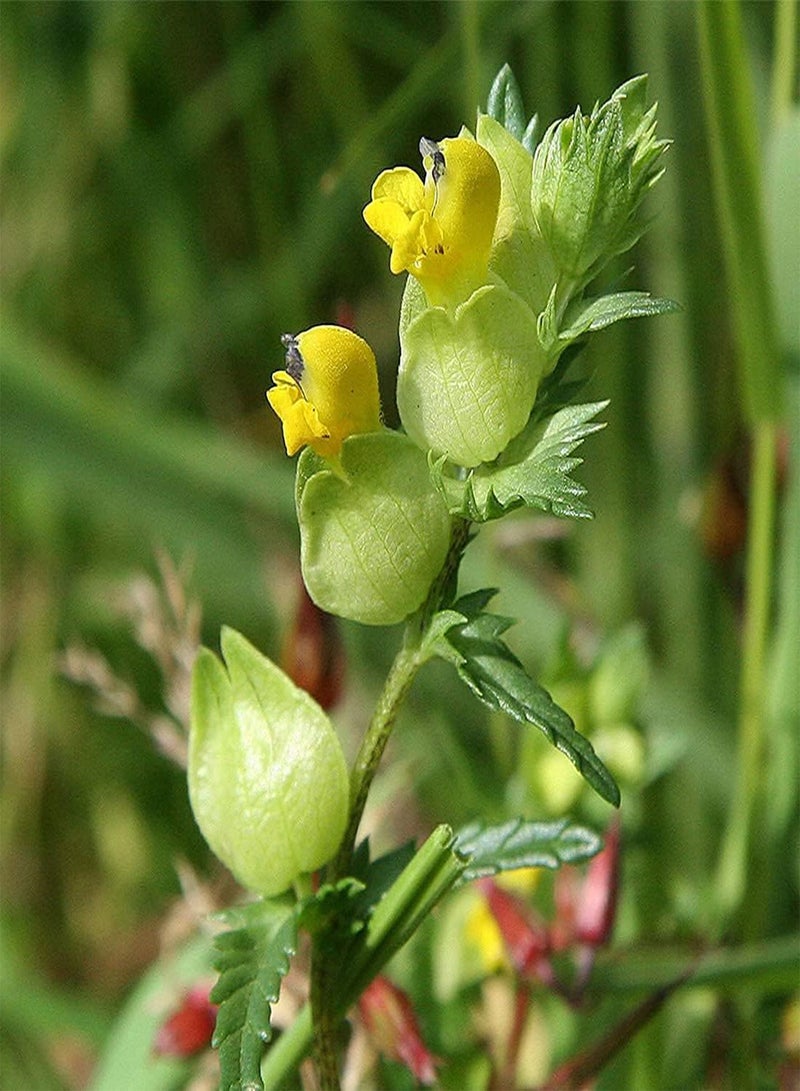 GGOOT Yellow Rattle Flower Seeds, Rhinanthus Minor, Beautiful Flowers for Home Garden Planting Seeds (2 Gram) - Image 4