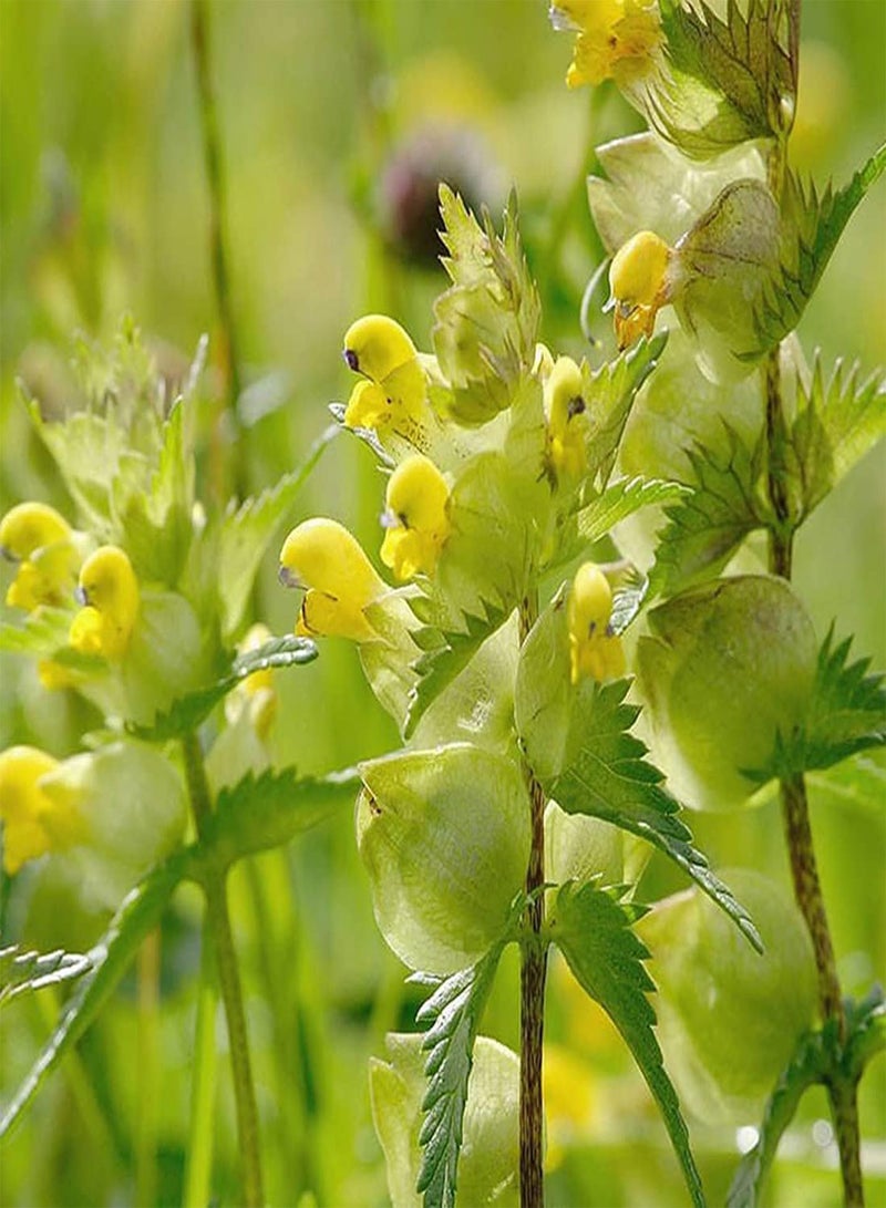GGOOT Yellow Rattle Flower Seeds, Rhinanthus Minor, Beautiful Flowers for Home Garden Planting Seeds (2 Gram) - Image 3