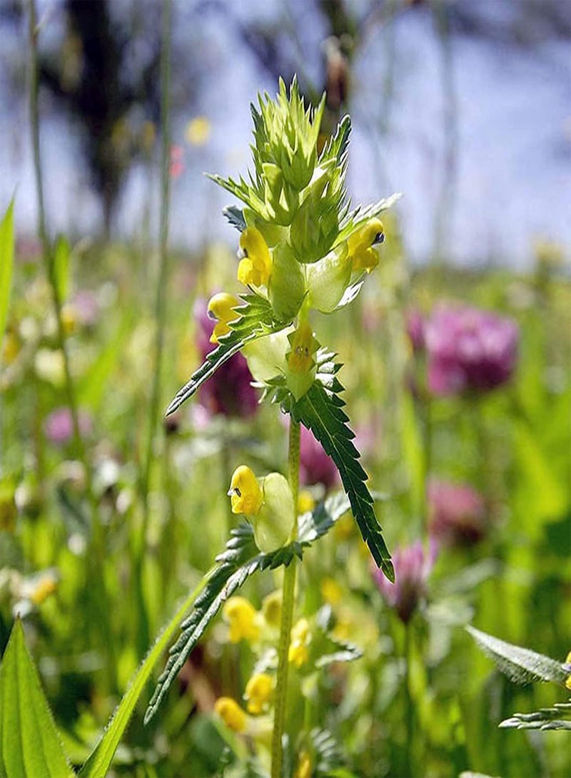 GGOOT Yellow Rattle Flower Seeds, Rhinanthus Minor, Beautiful Flowers for Home Garden Planting Seeds (2 Gram) - Image 1