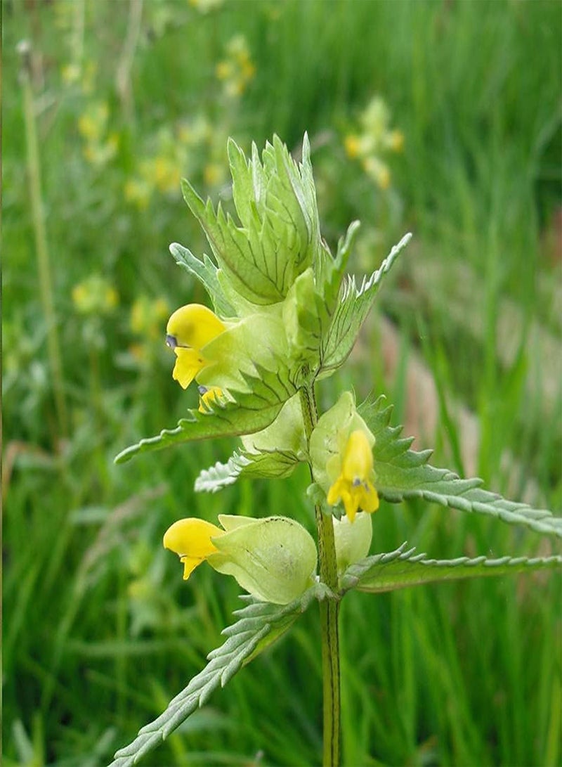 GGOOT Yellow Rattle Flower Seeds, Rhinanthus Minor, Beautiful Flowers for Home Garden Planting Seeds (2 Gram) - Image 5
