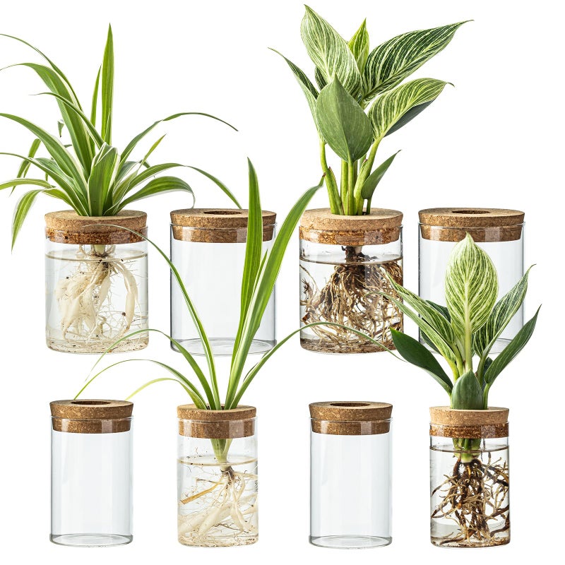 wangsdjy Glass Plant Propagation Stations For Plants - Set Of 8(4 Large & 4 Small) Hydroponic Vases For Plant Cuttings Flower Arrangements  Home & Office Decor-Desktop Vases For Living Room  Bedroom (8) - Image 1