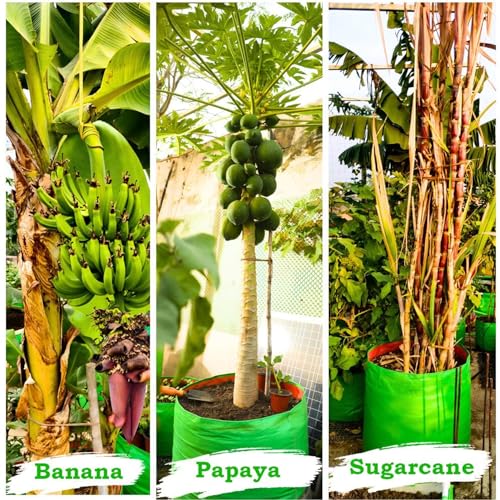 BIANCO Grow Bags for Gardening Vegetables Herbs & Flowers (Set of 4) Planter Bags for Home Balcony Terrace & Outdoor Farming (9 Inch, 250gsm) Heavy Duty Reusable Gallon Grow Bags - Image 4