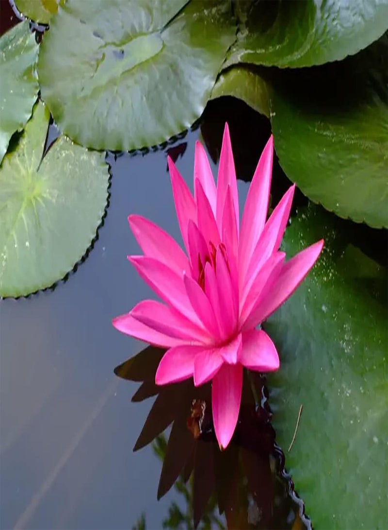 جي جوت 20 قطعة من زهور اللوتس زادن المعمرة فيجفر بوتلانتن هيت هيلي جار باب جروي حديقة المنزل ساحة المزرعة ديكورات كبيرة - Image 2