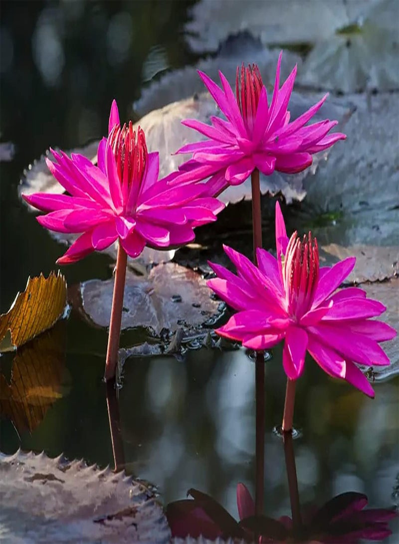 جي جوت 20 قطعة من زهور اللوتس زادن المعمرة فيجفر بوتلانتن هيت هيلي جار باب جروي حديقة المنزل ساحة المزرعة ديكورات كبيرة - Image 1