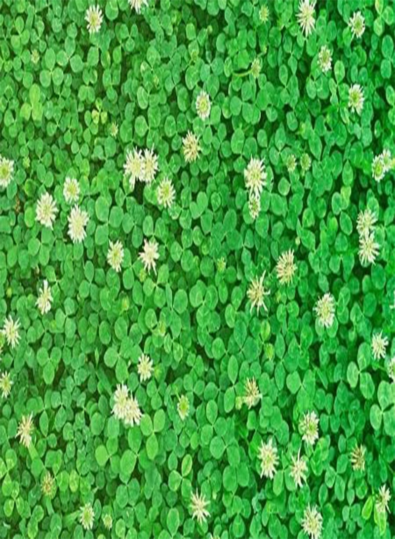 جي جوت 30 قطعة من بذور نبات البرسيم الطازج - Image 2