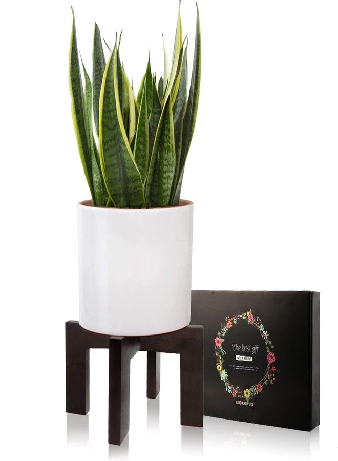 Gendral Forwepup BPA Plant Stand Indoor Outdoor, Mid Century Plant Stand for Indoor Plants, Wood Modern Plant Holder Rattan Flower Plant Stool, Low Short Boho Rustic Planter Stand, Fit 5-15 Inch Pot - Image 2