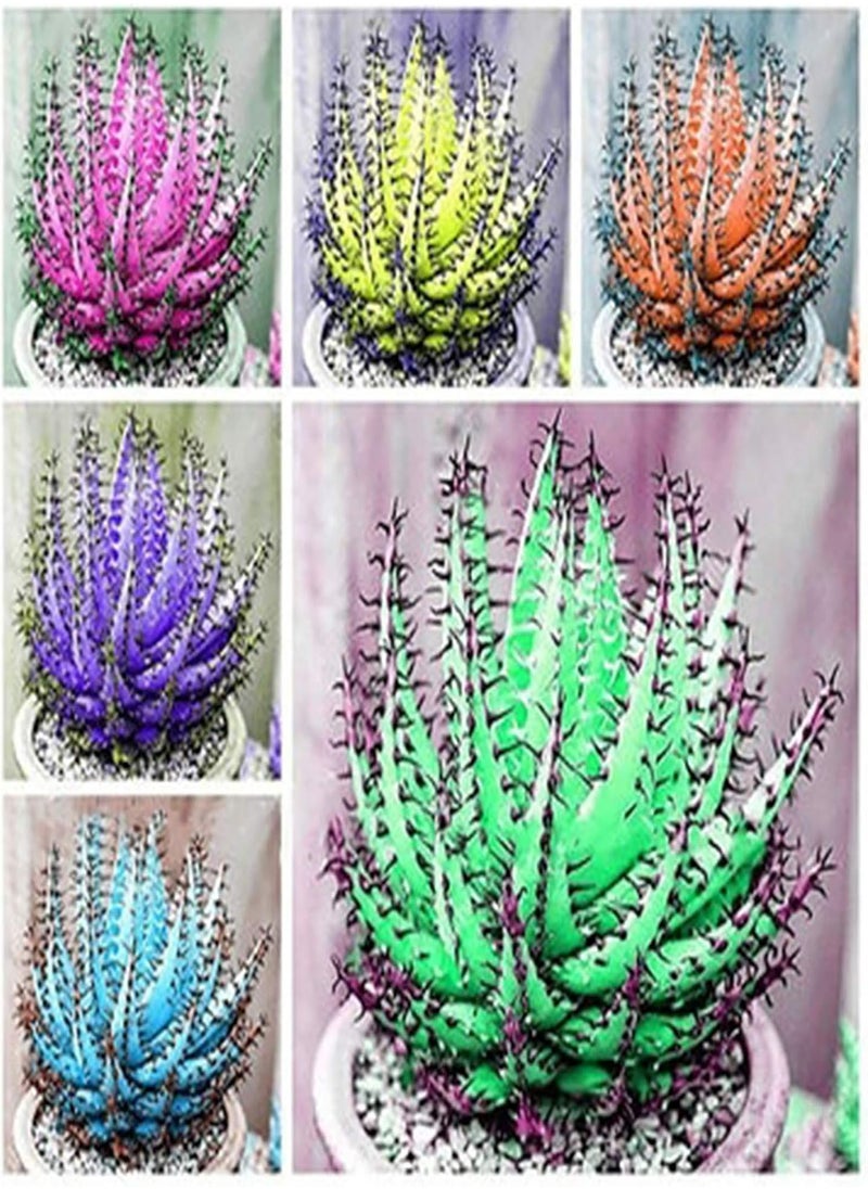 GGOOT - 100Pcs/Bag Succulent Seeds Photophilous Aesthetic Lightweight Portable Bonsai Seed for Greenhouse - Rose Red Succulent Seeds - Image 1