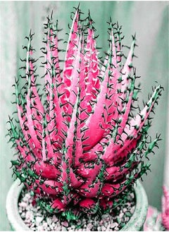 100Pcs/Bag Succulent Seeds Photophilous Aesthetic Lightweight Portable Bonsai Seed for Greenhouse - Rose Red Succulent Seeds