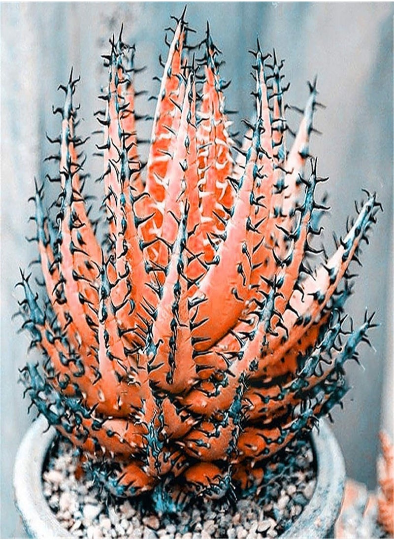 GGOOT - 100Pcs/Bag Succulent Seeds Photophilous Aesthetic Lightweight Portable Bonsai Seed for Greenhouse - Rose Red Succulent Seeds - Image 1