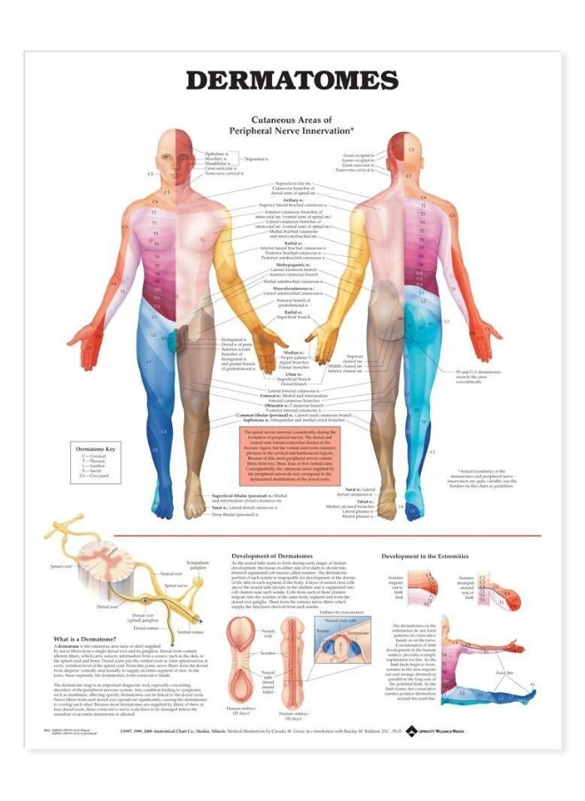 Dermatomes Anatomical Chart  - Image 2
