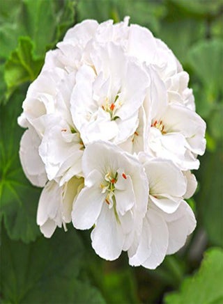10PCS White Zonal Pelargonium Seeds White Terry Semidouble Geranium Seeds - pzsku/Z1175487D0A7FD57DE3B7Z/45/1746373496/62910c3d-5809-48b1-84d0-8d60284459b5