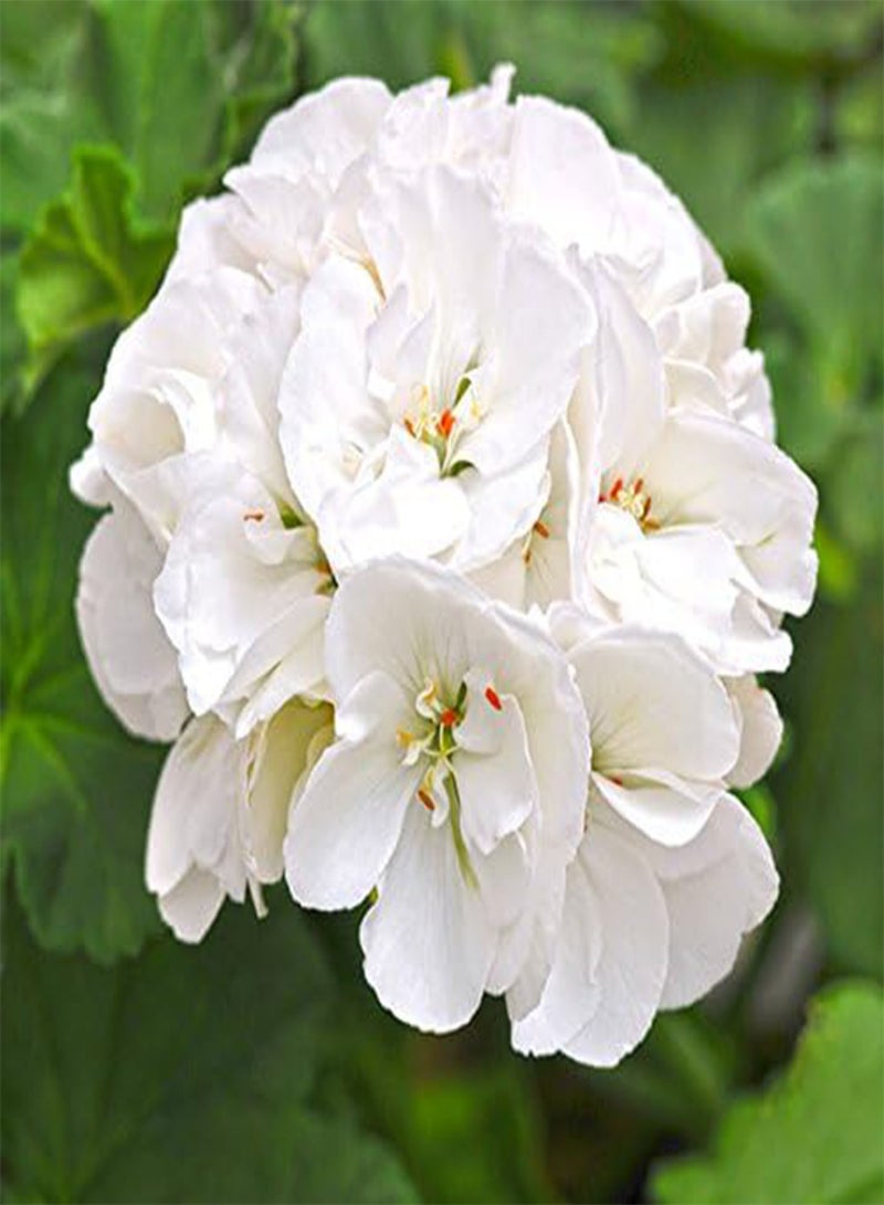 10PCS White Zonal Pelargonium Seeds White Terry Semidouble Geranium Seeds