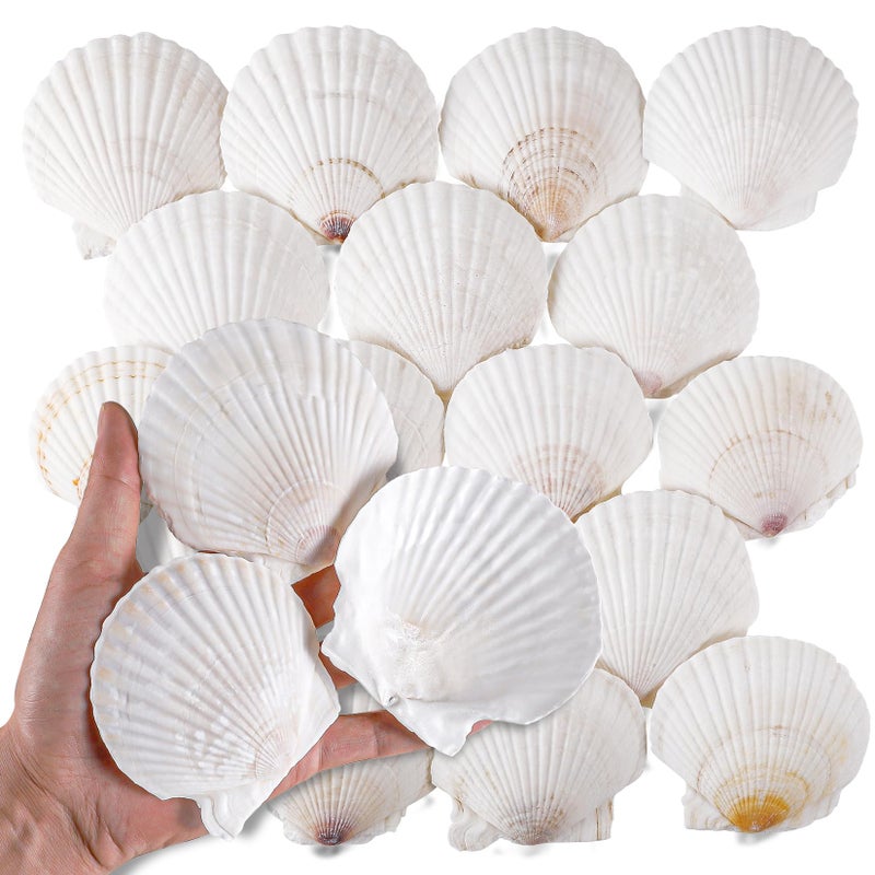 PPCLION 30 PCS 3 Inch Natural White Scallop Shells Sea Shells for DIY Craft Home DÃ©cor - Image 1