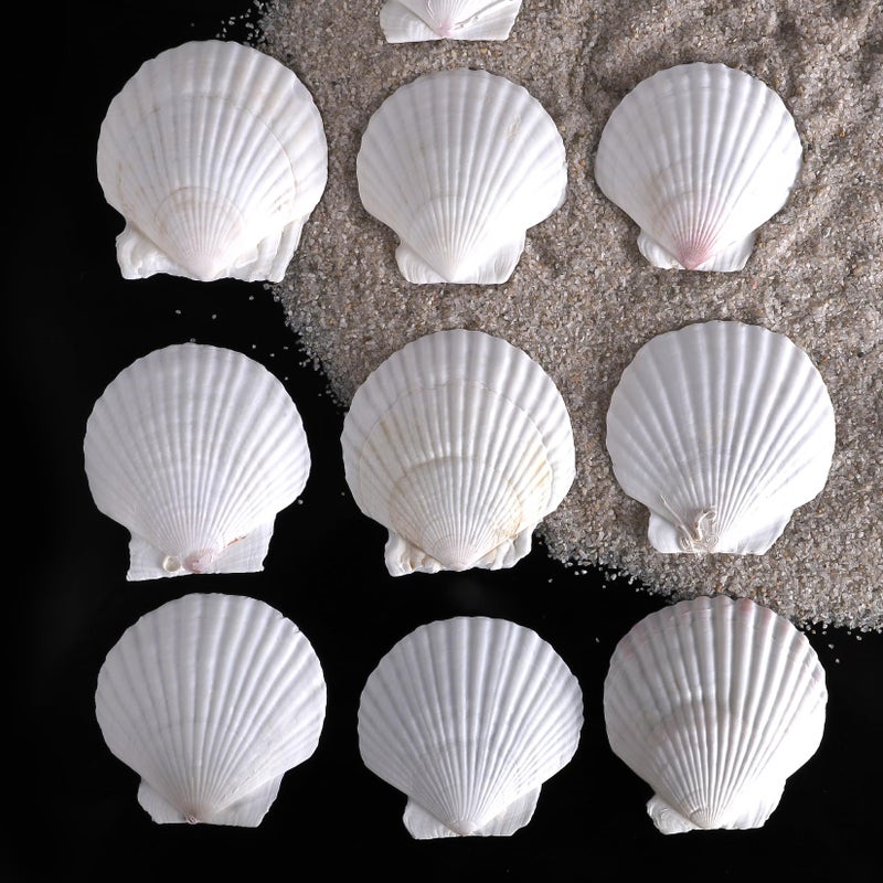 PPCLION 30 PCS 3 Inch Natural White Scallop Shells Sea Shells for DIY Craft Home DÃ©cor - Image 3