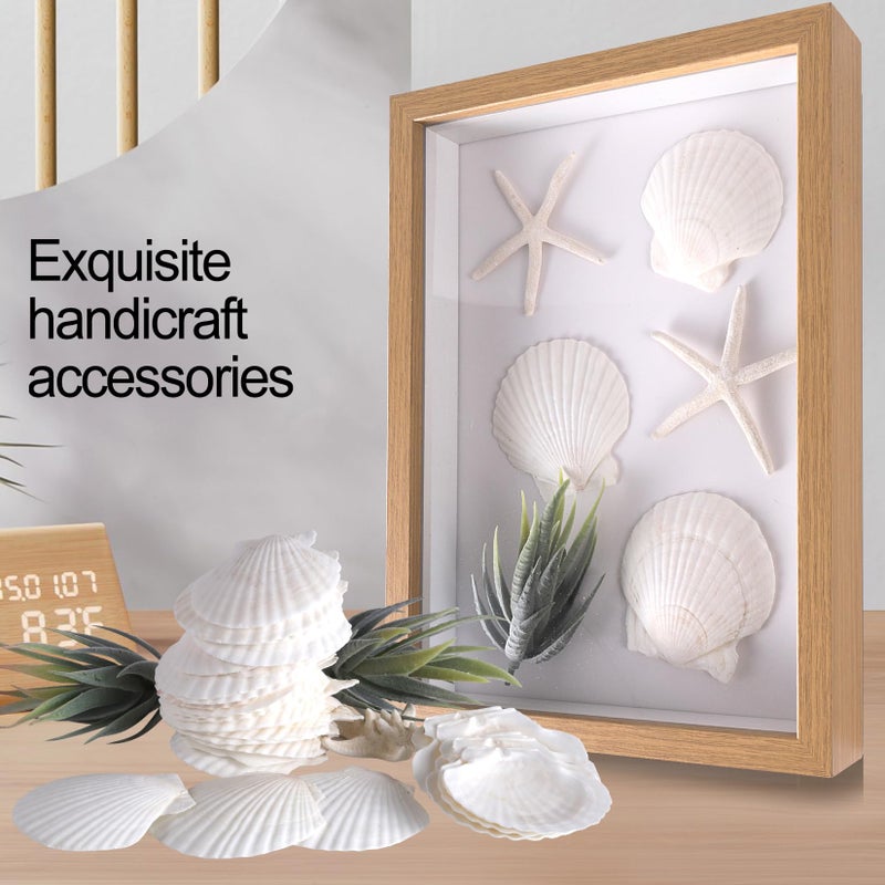 PPCLION 30 PCS 3 Inch Natural White Scallop Shells Sea Shells for DIY Craft Home DÃ©cor - Image 2