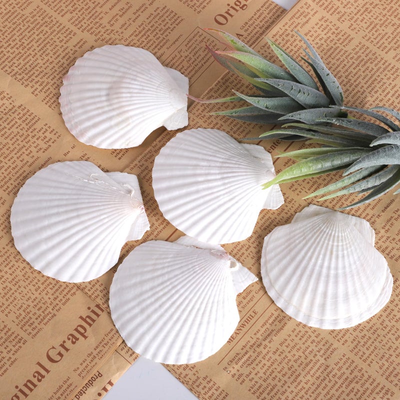 PPCLION 30 PCS 3 Inch Natural White Scallop Shells Sea Shells for DIY Craft Home DÃ©cor - Image 4