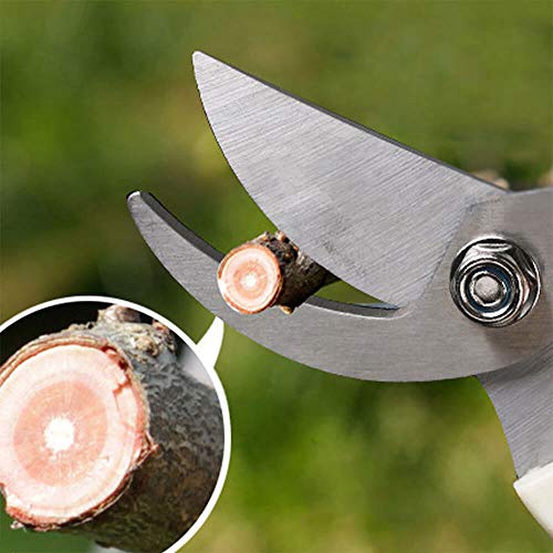 BUGUI Garden Shears Set of 2, Includes 1 Bypass Pruning Shears and 1 Straight Blade Garden Scissors, Sharp, Lightweight - Image 5