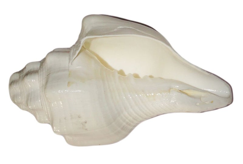 Maalavya Pooja Blowing Shankha Conch Shell 110140 MM Bajne Wale Shankh - Image 2