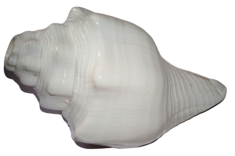 Maalavya Pooja Blowing Shankha Conch Shell 110140 MM Bajne Wale Shankh - Image 1