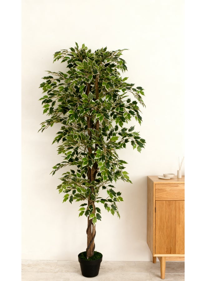 ايست من نون شجرة فيكوس صناعية بارتفاع 160 سم (5.2 قدم) مع وعاء | نبات أرضي بتصميم وملمس واقعي - أخضر | شجرة بتصميم طبيعي زخرفي للمنزل، غرفة المعيشة، غرفة الدراسة ومكاتب العمل - Image 5