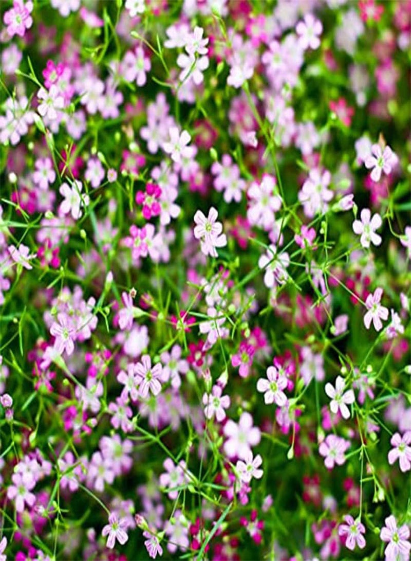 GGOOT seeds 100 Creeping Rose Gypsophila Flower Seeds to Plant & Grow Cascading Garden Plant - Image 4