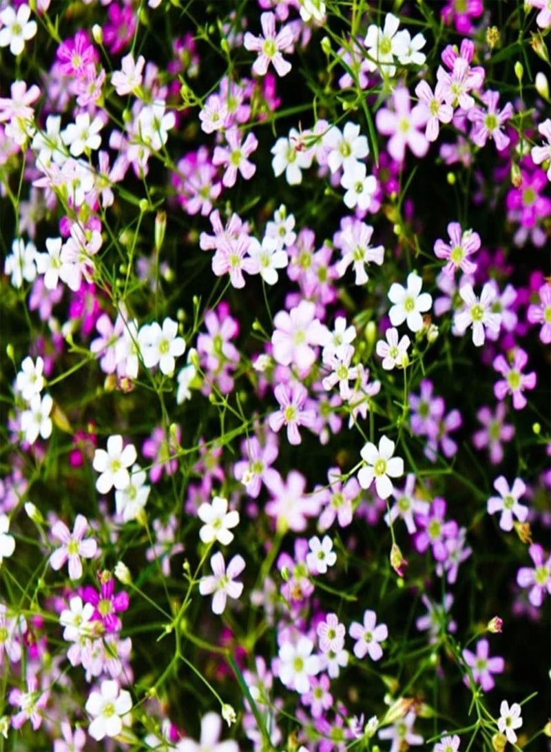 GGOOT seeds 100 Creeping Rose Gypsophila Flower Seeds to Plant & Grow Cascading Garden Plant - Image 3