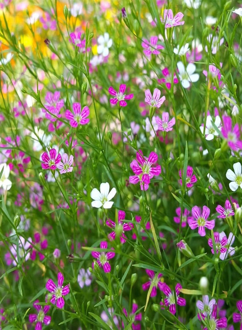 GGOOT seeds 100 Creeping Rose Gypsophila Flower Seeds to Plant & Grow Cascading Garden Plant - Image 1