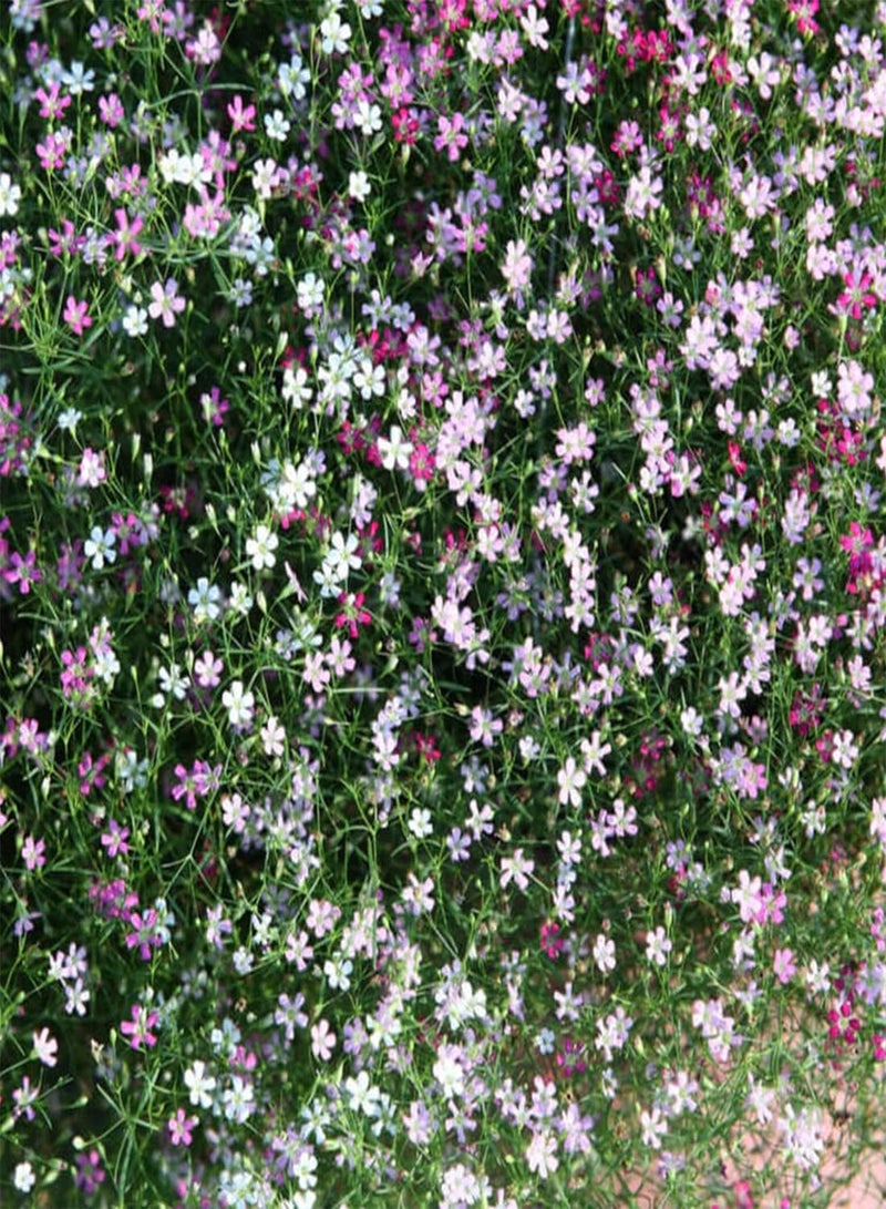 GGOOT seeds 100 Creeping Rose Gypsophila Flower Seeds to Plant & Grow Cascading Garden Plant - Image 2