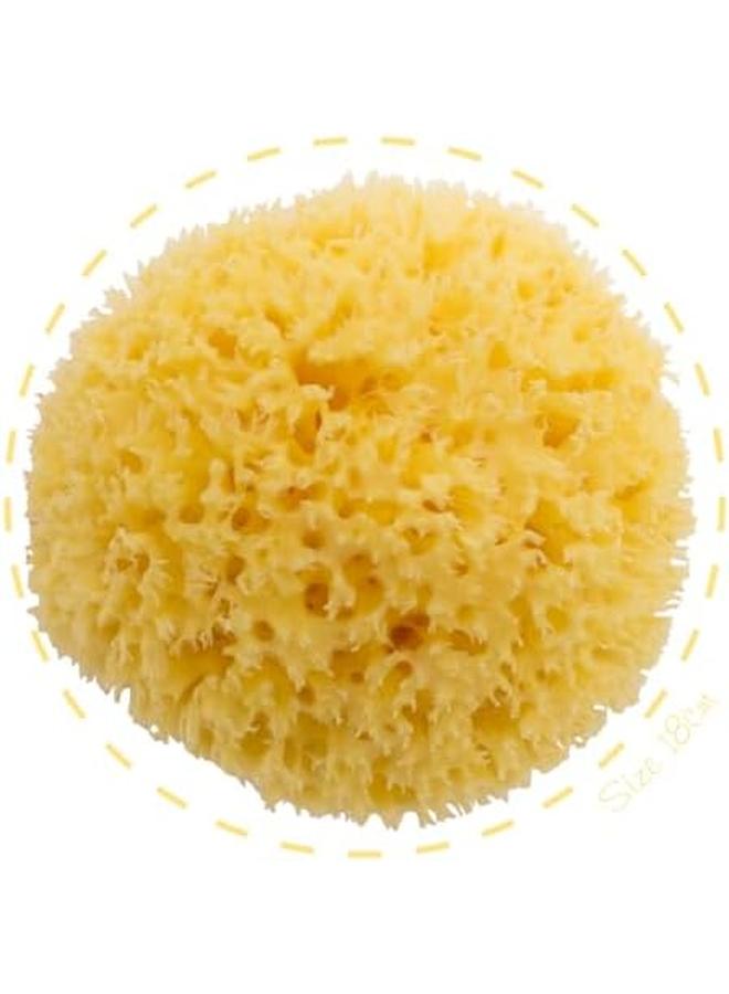 بيليني إسفنجة البحر على شكل قرص العسل طبيعية 100%، مقاس 18 قطعة من قطعة واحدة - Image 2