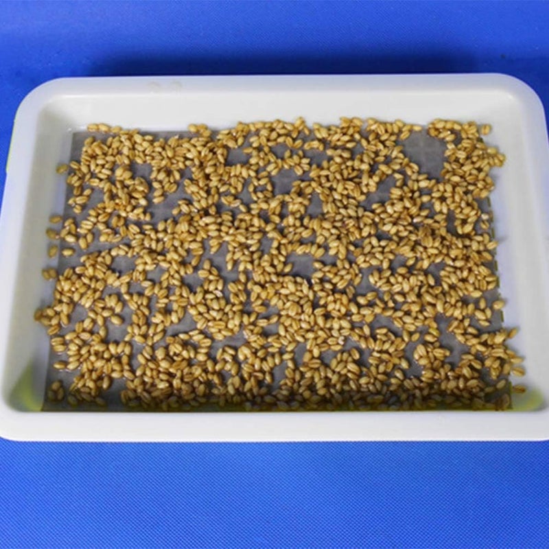 woobles Microgreens Growing Kit 100 Pcs Germinating Paper Sprouter Vegetable Planting Paper Germination Tray Paper for Sprout Vegetable 54 x 19.5cm Growing Kit Microgreens - Image 3