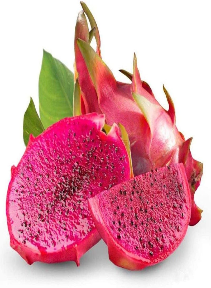 GGOOT 100pcs pitaya seeds dragon fruit garden plants special shape attract passers-by praise to bring a sense of achievement to beginners - Image 1