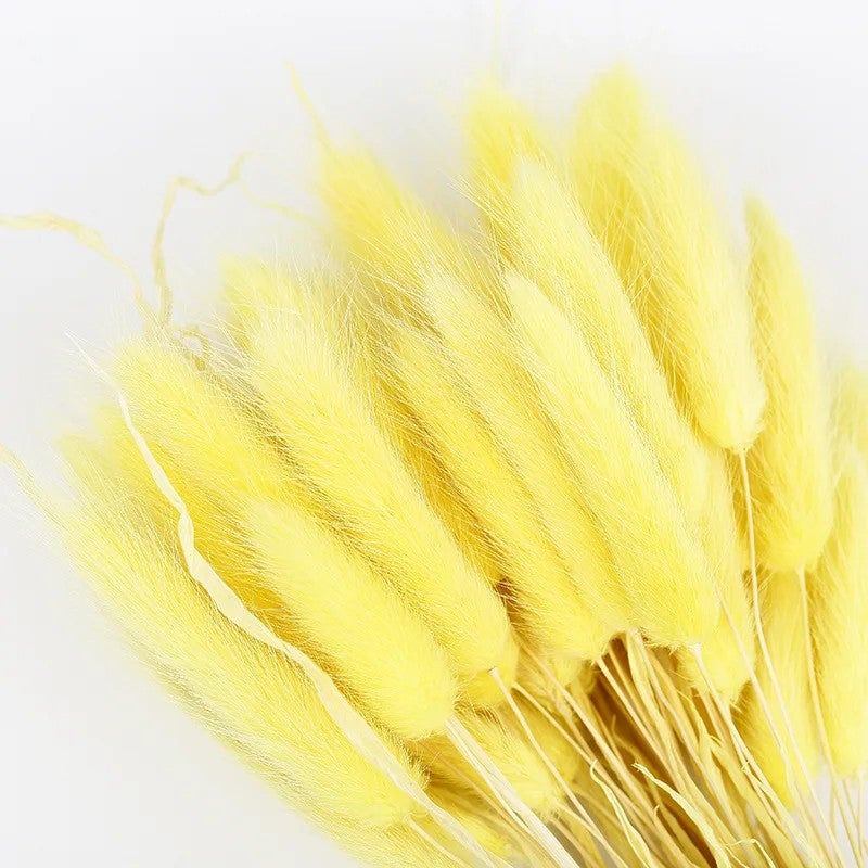 Bluejw Colorful Dried Bunny Tails - Natural B-2618 Lagurus Ovatus Pampas Grass for Home Decor, Dried Plants Arrangement - Image 1