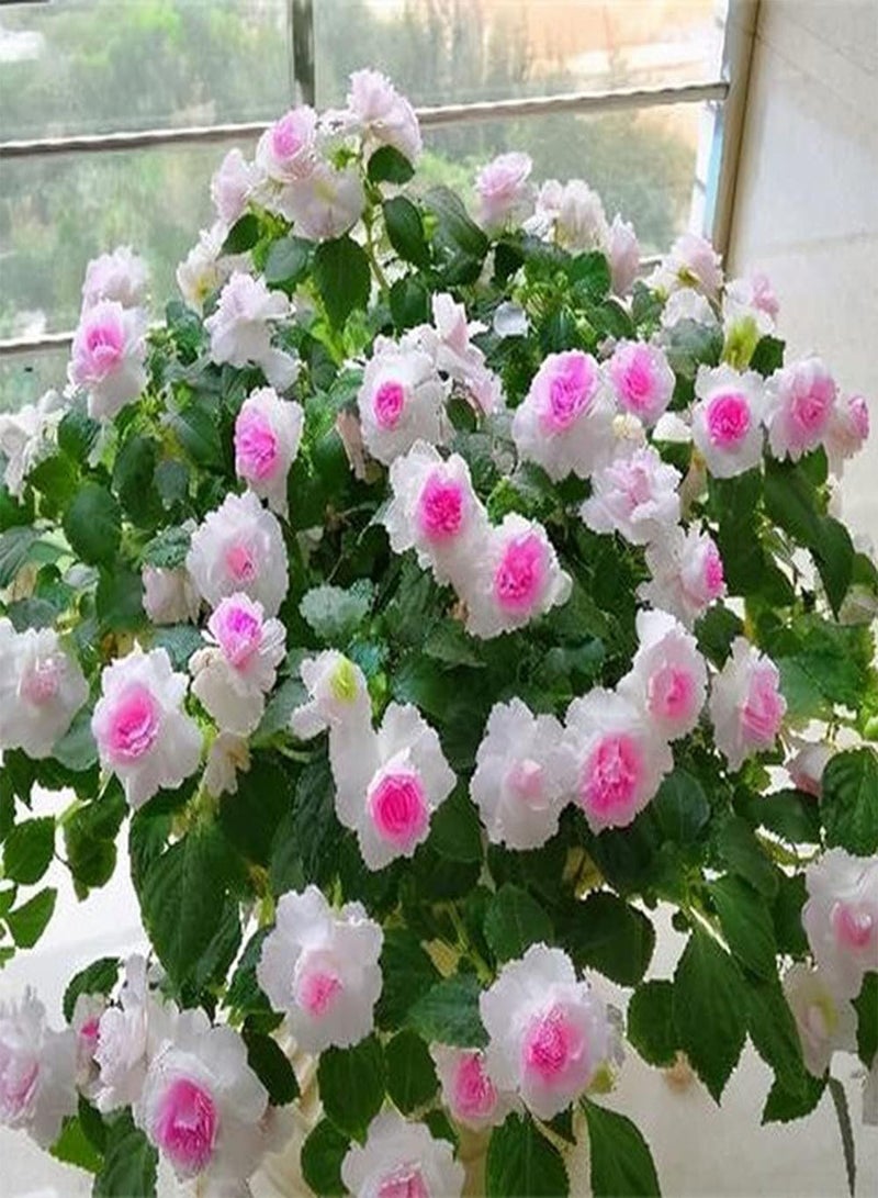 GGOOT 50Pcs Impatiens Seeds Annual Ornamental Flower for Outdoor Garden Planting Beautiful Flowers Decorate Terrace Courtyard - Image 2