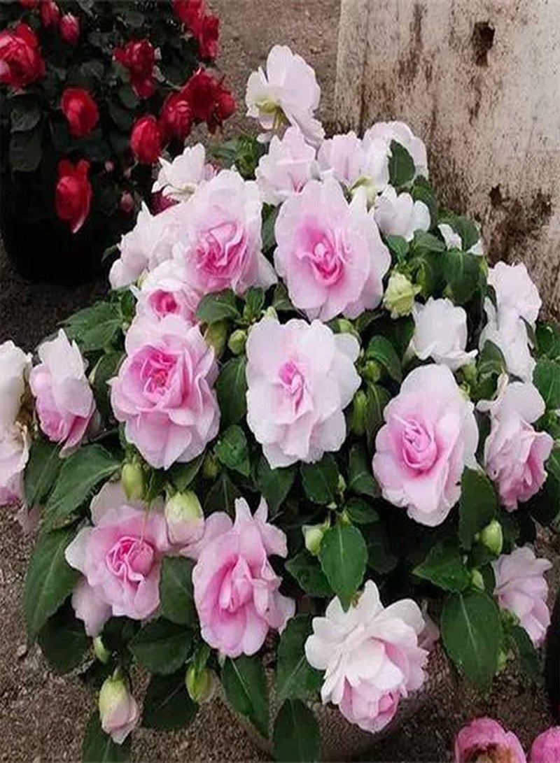 GGOOT 50Pcs Impatiens Seeds Annual Ornamental Flower for Outdoor Garden Planting Beautiful Flowers Decorate Terrace Courtyard - Image 3