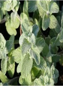 GGOOT 50 Zaatar Origanum syriaca Plant Seeds 