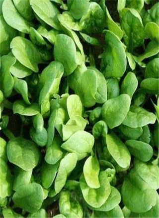 100 seeds of Spinach Medania, RHS Award, Sow March to Sept & Keep Cutting, Vitamins - pzsku/Z11A84593AFD8C68C3EDBZ/45/_/1741600892/1d829104-05be-471f-be86-c642e15e2815
