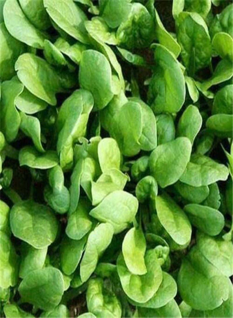 100 seeds of Spinach Medania, RHS Award, Sow March to Sept & Keep Cutting, Vitamins