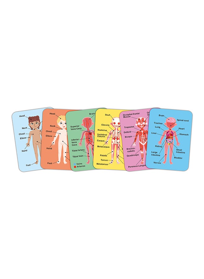 Hape Human Body Magnetic Puzzle |Identify Human Body Parts|Toddler Brain Development |Learning Puzzle | Toys for Toddlers & Kids | School Toys | 68 pcs |  Sustainable Toys FSC Certified - Image 3