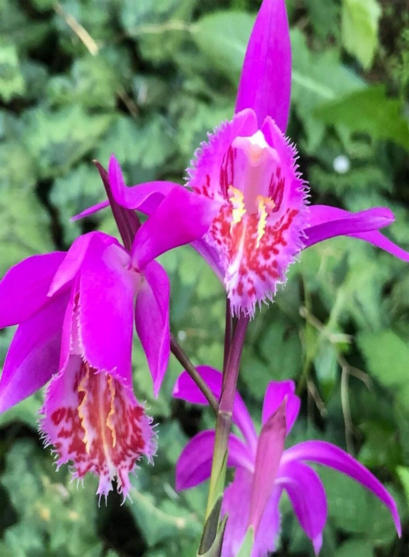 GGOOT 30Pcs/Bag Pleione Seeds, Eco-Friendly Quick Growth Perennial Ornamental Orchid Seedlings for Garden - Image 1