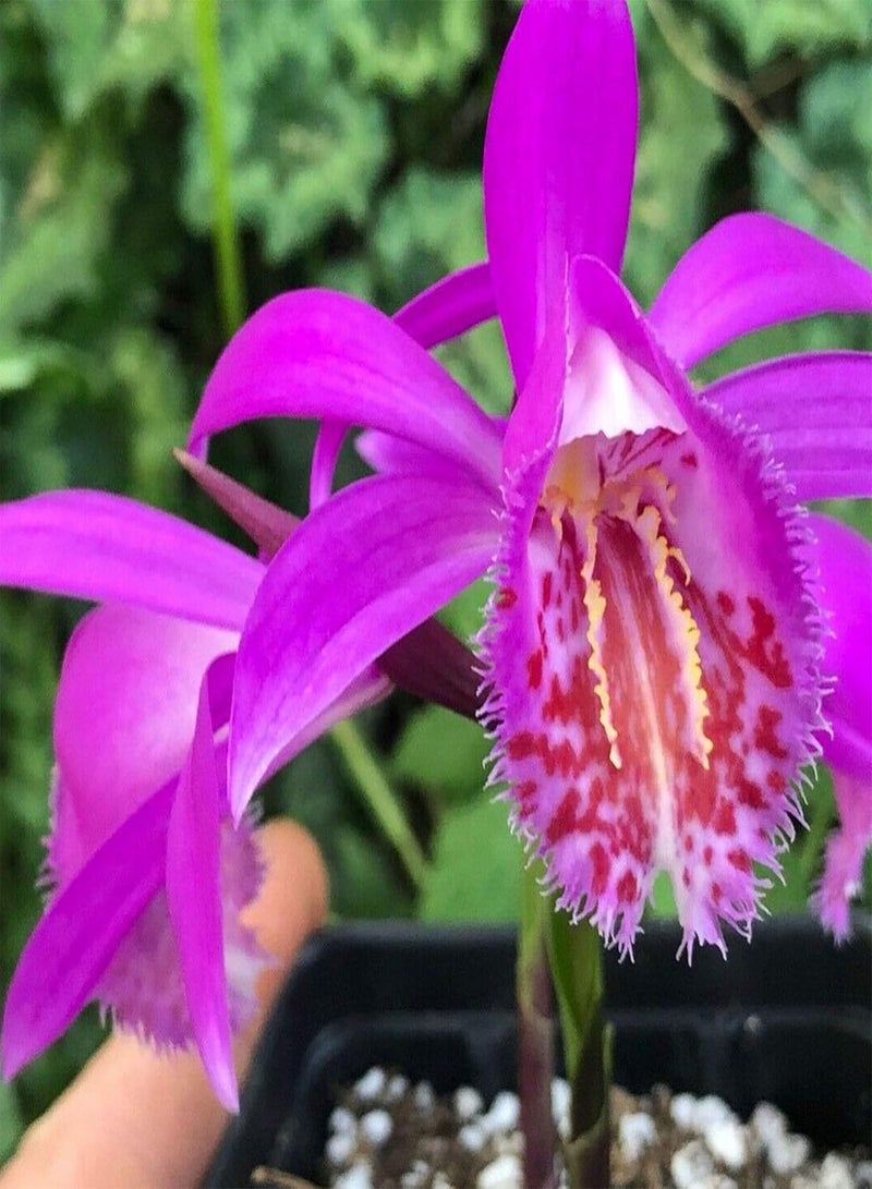 GGOOT 30Pcs/Bag Pleione Seeds, Eco-Friendly Quick Growth Perennial Ornamental Orchid Seedlings for Garden - Image 3
