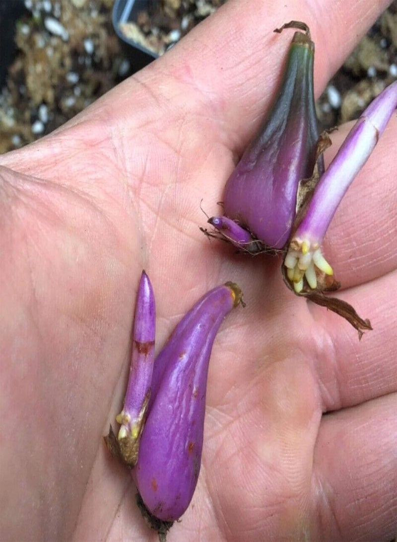 GGOOT 30Pcs/Bag Pleione Seeds, Eco-Friendly Quick Growth Perennial Ornamental Orchid Seedlings for Garden - Image 5