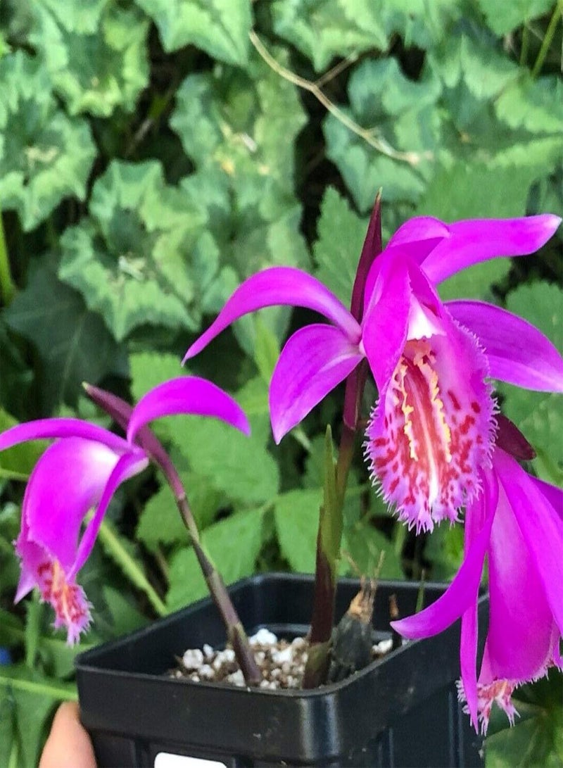 GGOOT 30Pcs/Bag Pleione Seeds, Eco-Friendly Quick Growth Perennial Ornamental Orchid Seedlings for Garden - Image 2