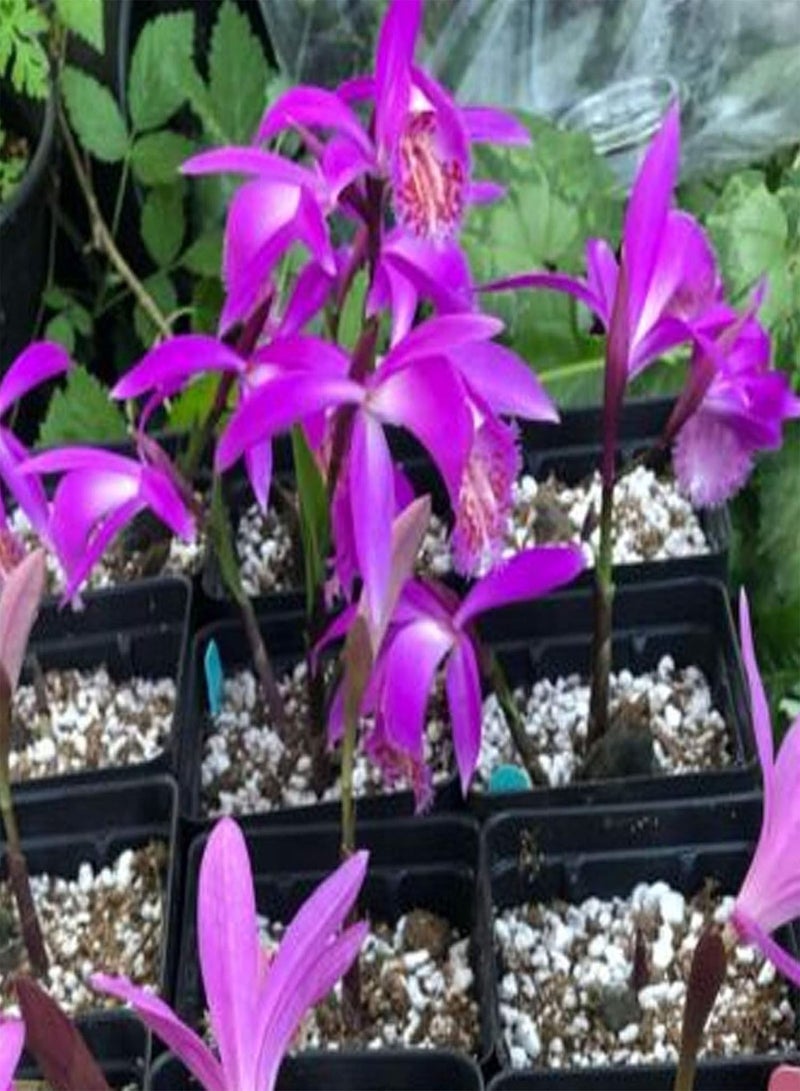 GGOOT 30Pcs/Bag Pleione Seeds, Eco-Friendly Quick Growth Perennial Ornamental Orchid Seedlings for Garden - Image 4