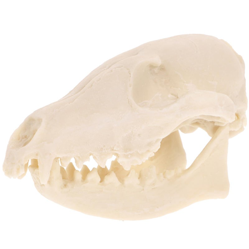 Vosarea VOSAREA Fox Skull  Resin Realistic Animal Skull Bones Fox Skeleton Natural Teeth Bone Specimen Model for Home Collectible Decoration Halloween Party  - Image 1