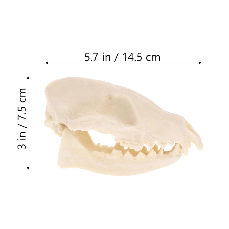 Vosarea VOSAREA Fox Skull  Resin Realistic Animal Skull Bones Fox Skeleton Natural Teeth Bone Specimen Model for Home Collectible Decoration Halloween Party  - Image 4