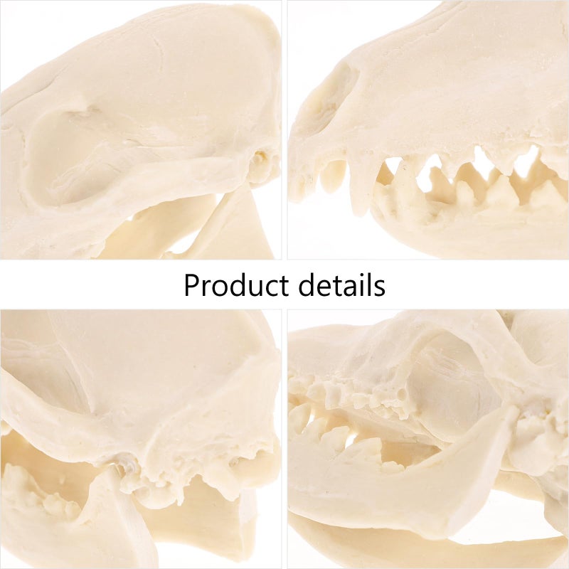 Vosarea VOSAREA Fox Skull  Resin Realistic Animal Skull Bones Fox Skeleton Natural Teeth Bone Specimen Model for Home Collectible Decoration Halloween Party  - Image 5
