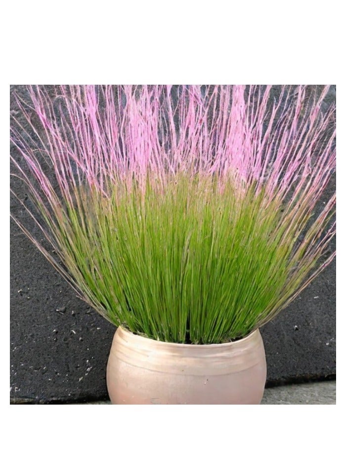 100 Pcs Pink Muhly Grass For Garden Planting - Image 2
