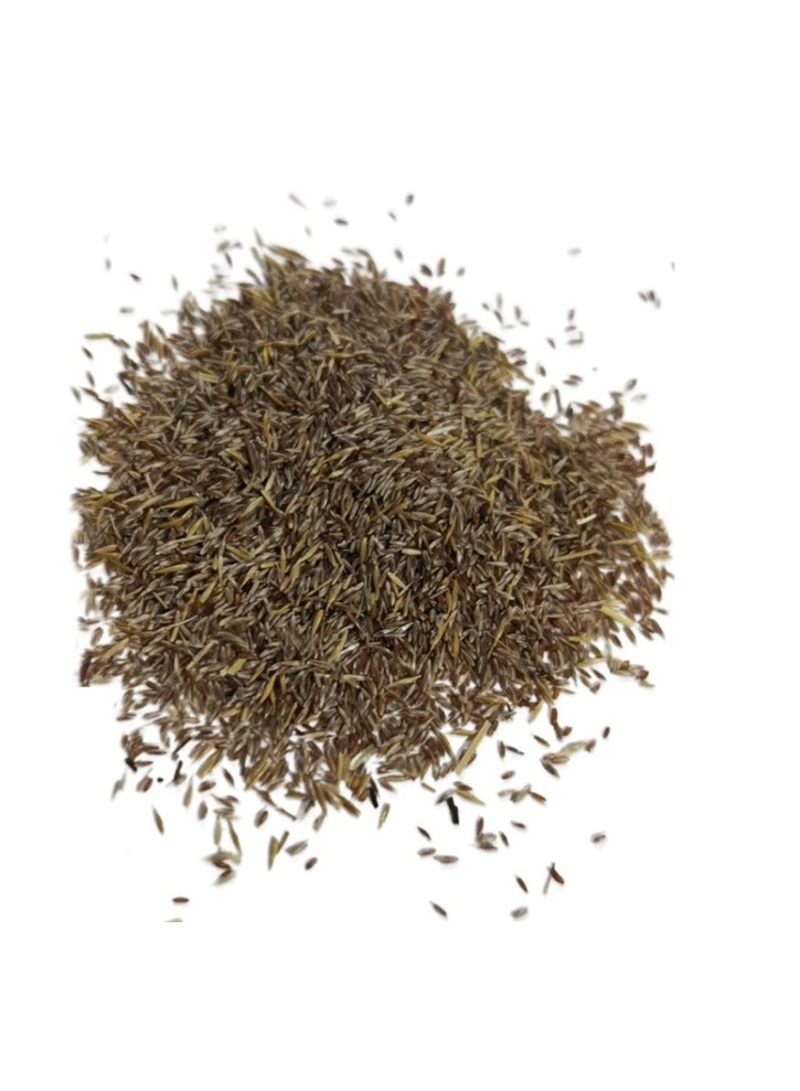 100 Pcs Pink Muhly Grass For Garden Planting - Image 3