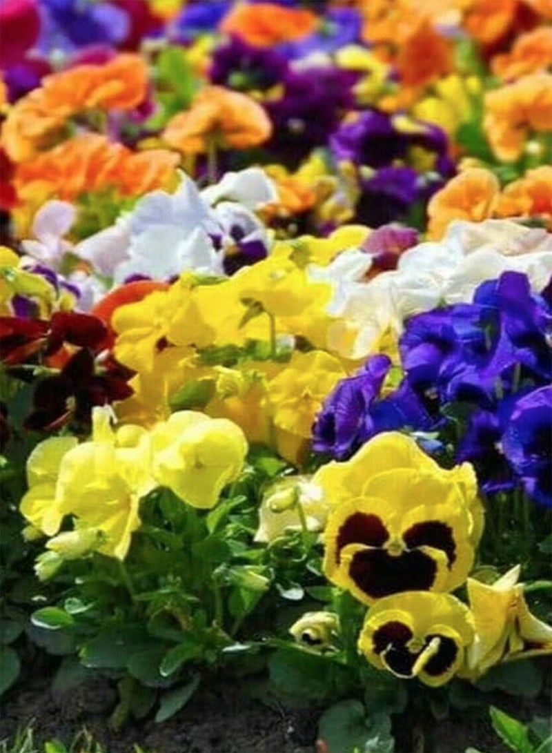 160 Seeds of Flower - Viola - Pansy - Swiss Giant